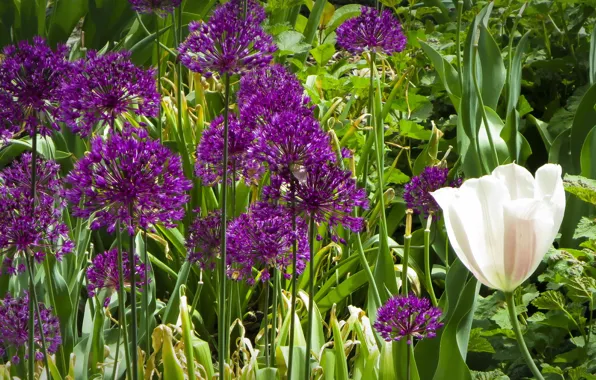 Картинка белый, тюльпан, Цветы, фиолетовые, white, flowers, purple, tulip