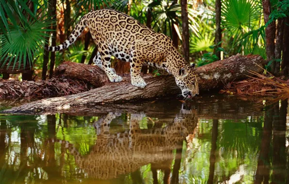 Jungle, jaguar, water, wildlife