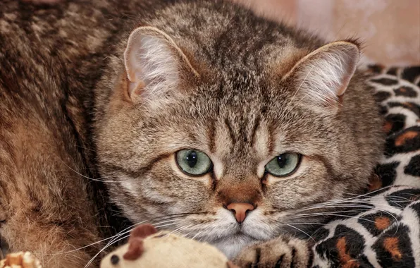 Кошка, кот, взгляд, поза, игрушка, портрет, мышка, лежит