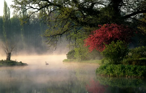 Картинка деревья, природа, парк, река, утро, Германия, пар, лебеди
