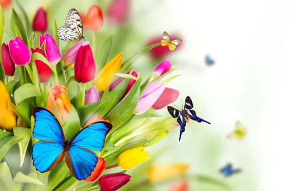 Картинка бабочки, цветы, весна, тюльпаны