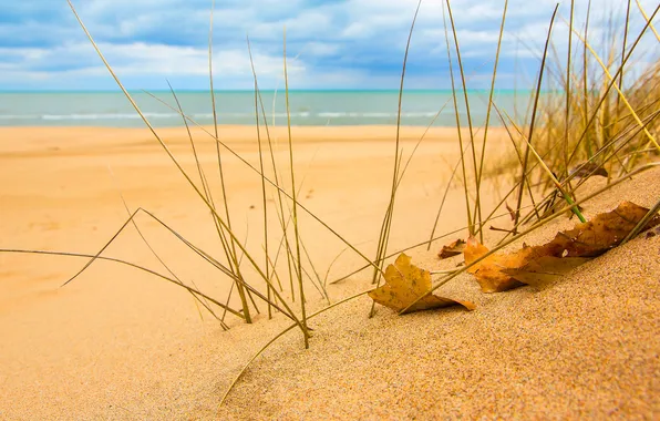 Картинка песок, море, небо, трава, листья