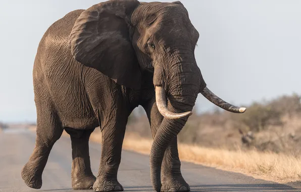 Картинка road, sky, big, blue, elephant, mammal, walking, backgrou