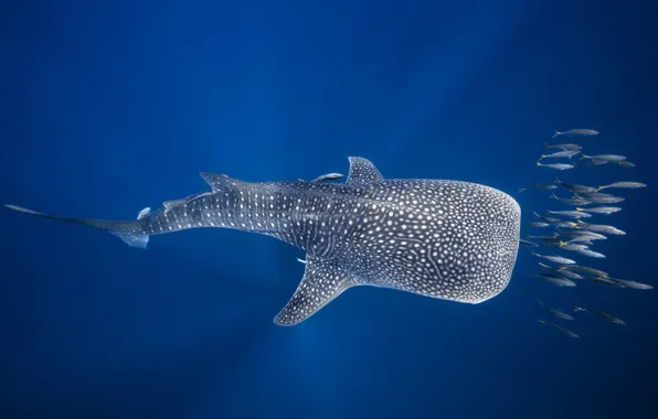 Море, рыбы, океан, под водой, Мадагаскар, Китовая акула