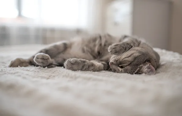 Кошка, кот, усы, лапки, шерсть, лежит, пушистая