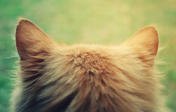 Кошка, кот, голова, рыжая, уши, котэ, затылок
