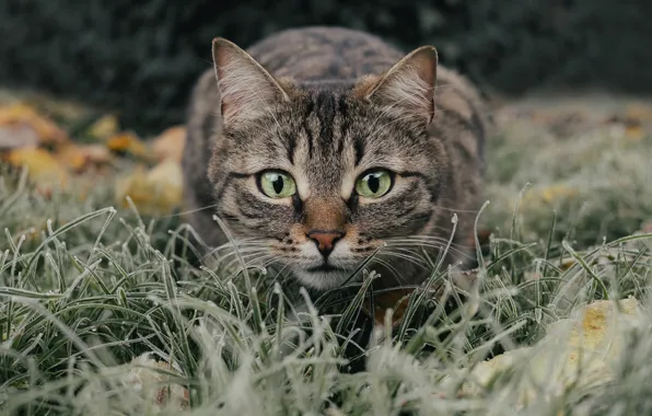 Кошка, трава, кот, взгляд, морда, поза, интерес, поляна