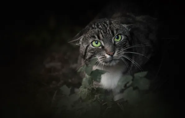 Картинка кошка, кот, взгляд, мордашка, зелёные глаза, злюка