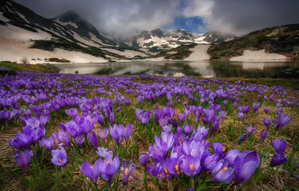 Горы, крокус, шафран