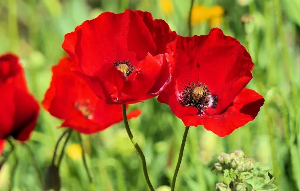 Зелень, макро, цветы, красный, яркие, мак, маки, зеленый фон