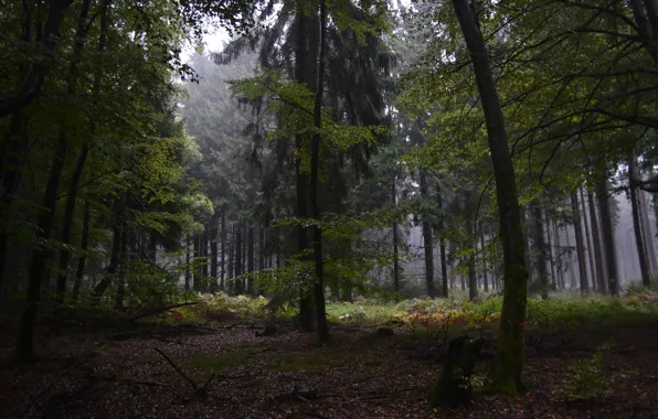Осень, лес, деревья, природа, туман, дождь, Германия, Germany