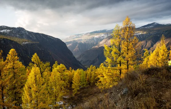 Картинка осень, деревья, пейзаж, горы, природа, долина, Алтай