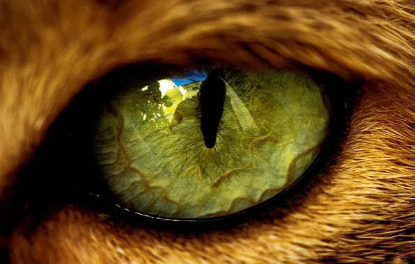 Картинка глаз, отражение, животное, шерсть, зрачок, зверь, кошачий