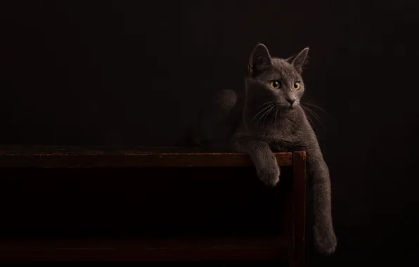 Кошка, кот, взгляд, поза, темный фон, котенок, серый, лежит