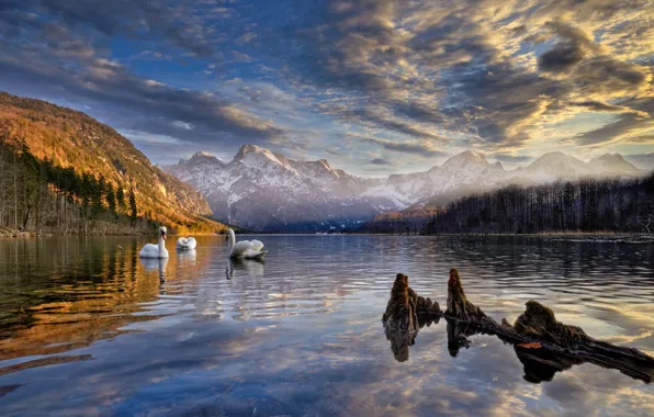 Картинка пейзаж, горы, птицы, природа, озеро, берег, Австрия, лебеди