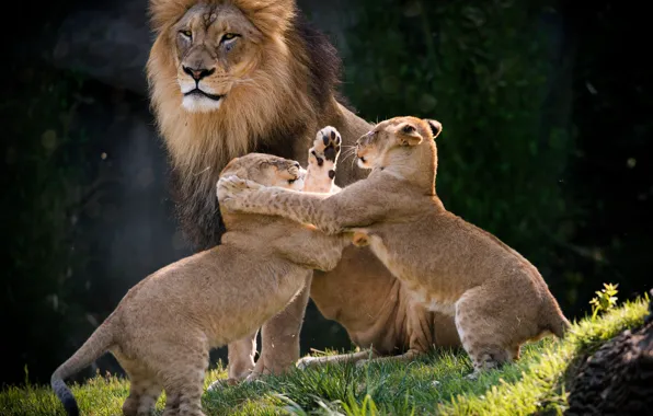 Картинка игра, лев, львята, семейка