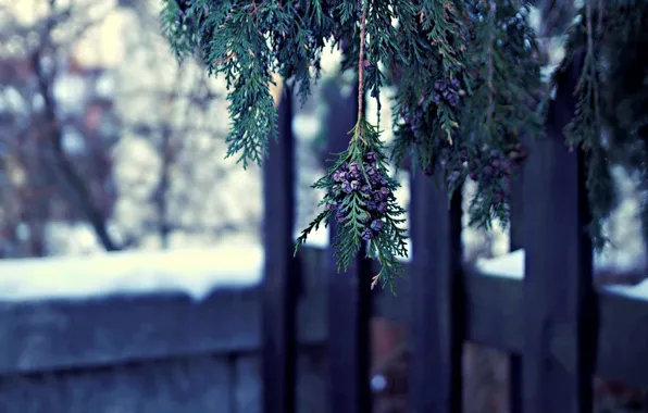 Картинка зима, макро, природа, дерево, ветка, туя, шишечки