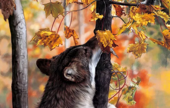 Картинка осень, лес, волк