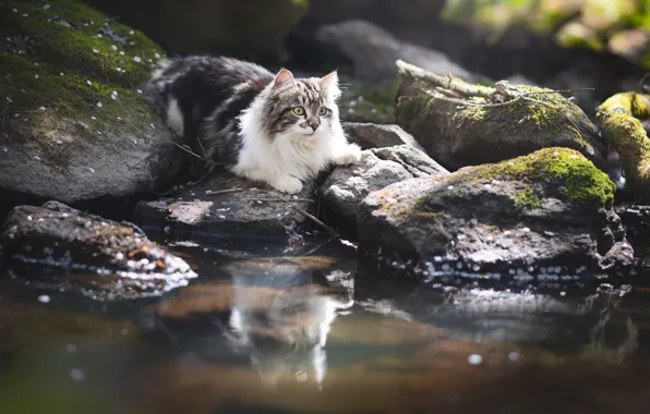 Картинка кошка, кот, вода, отражение, камни, пушистая