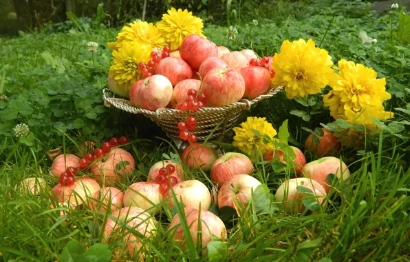 Трава, яблоки, фрукты, натюрморт, смородина, красная смородина, Still Life