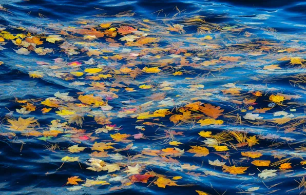 Картинка осень, листья, вода, река, ручей, хвоя