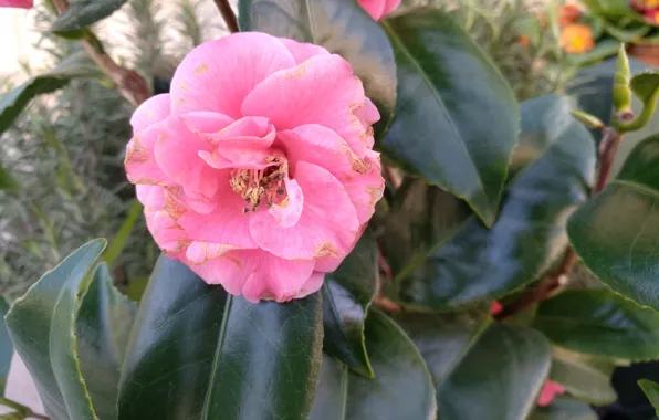 Картинка Flower, Розовый цветок, Pink flower
