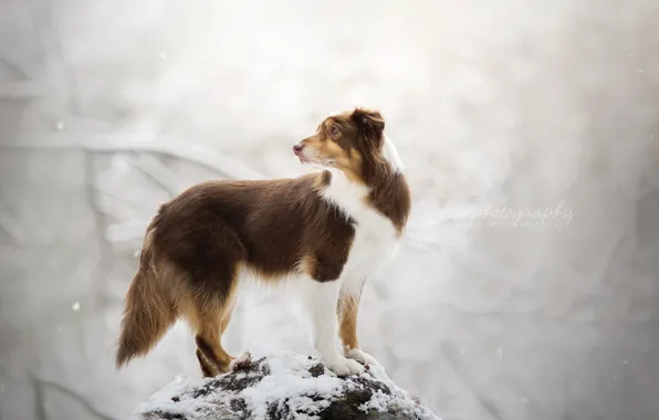 Зима, фон, собака