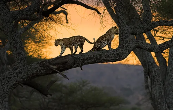 Кошки, природа, дерево, африка, кения
