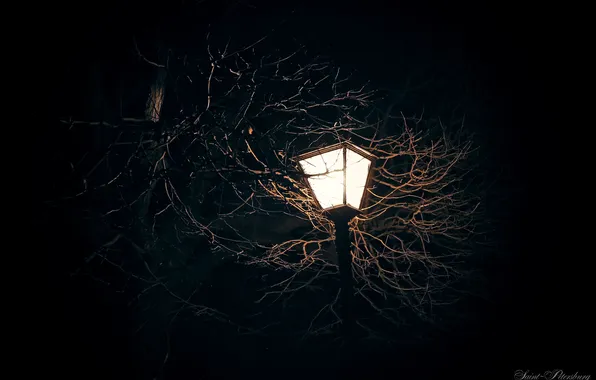 Свет, ночь, ветки, дерево, Санкт-Петербург, фонарь, light, night