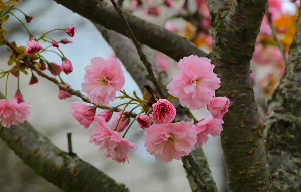 Flower, spring, twig, blooming, japanese cherry