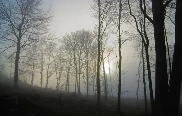 Картинка осень, лес, Туман, dark, forest, autumn, fog