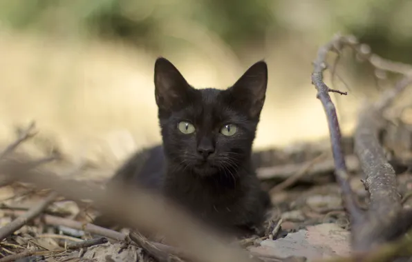 Картинка кошка, взгляд, листья, ветки, черная