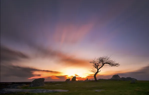Картинка небо, трава, солнце, закат, природа, камни, дерево