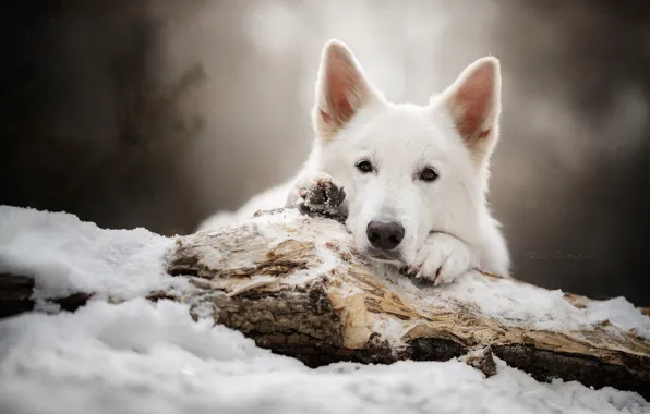 Взгляд, морда, снег, собака, бревно, Белая швейцарская овчарка