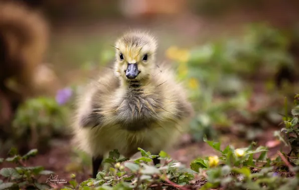 Природа, птица, птенец, гусёнок, Canada Gosling