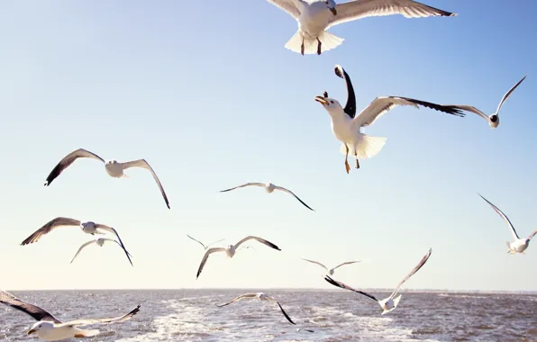 Картинка море, небо, вода, полет, птицы, чайки