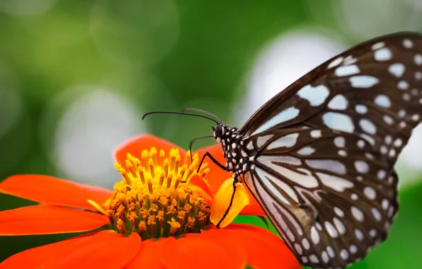 Картинка цветок, оранжевый, природа, бабочка, крылья, фокус, насекомое, крапинка