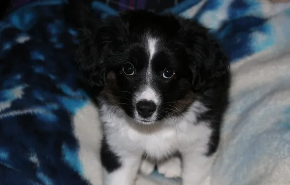 Dog, Shepherd, Australian, Puppy, Toy Australian Shepherd, Toy Aussie