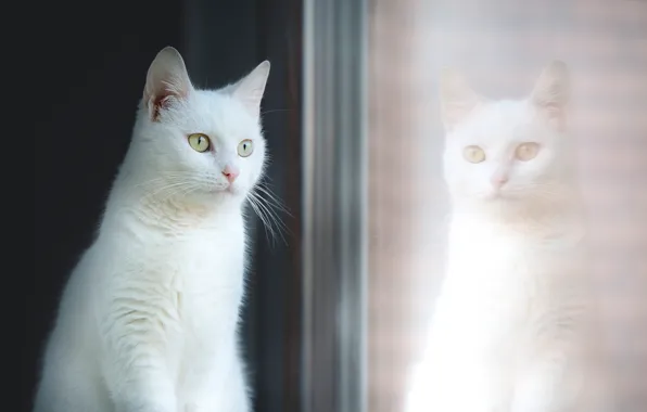 Картинка кошка, стекло, отражение, портрет, окно, красавица, белая