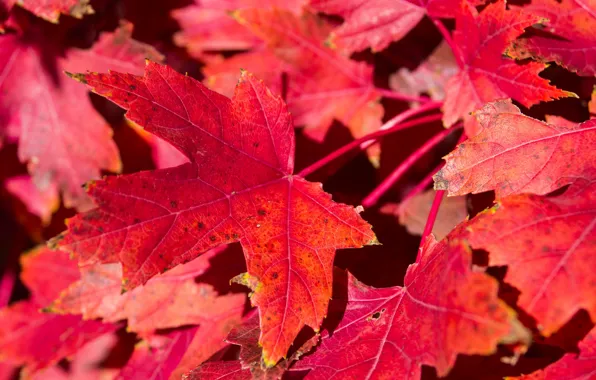 Картинка осень, листья, природа, ковер, клен, багрянец