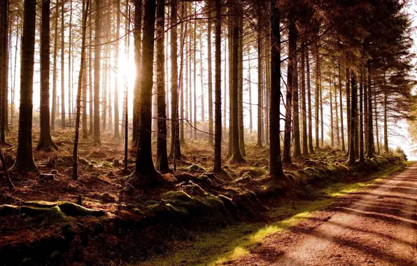 Картинка road, fog, miracle woods, Beautiful sunrise