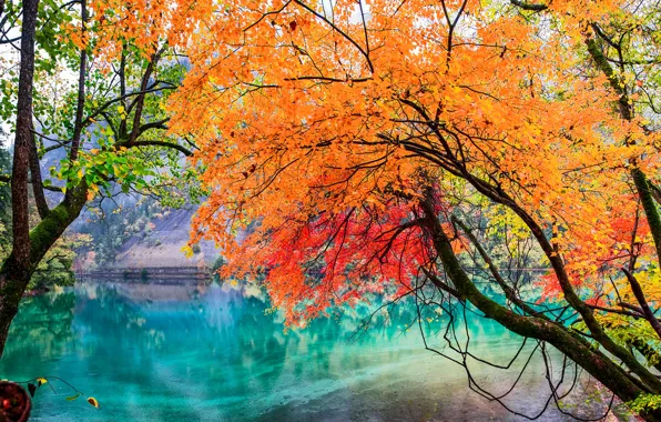 Осень, листья, деревья, озеро, Китай, Национальный парк Цзючжайгоу, Сычуань