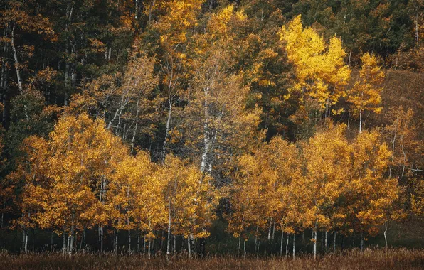 Осень, лес, деревья, кроны