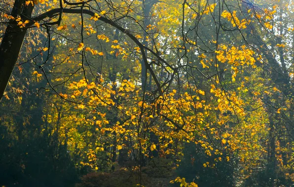 Autumn, tree, leafs, twig