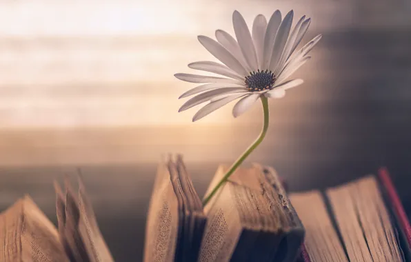 Белый, цветок, свет, фон, один, книги, старые, лепестки