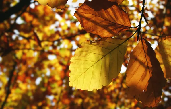 Осень, листья, жёлтый, листва, листок, листопад, листки, жёлтые