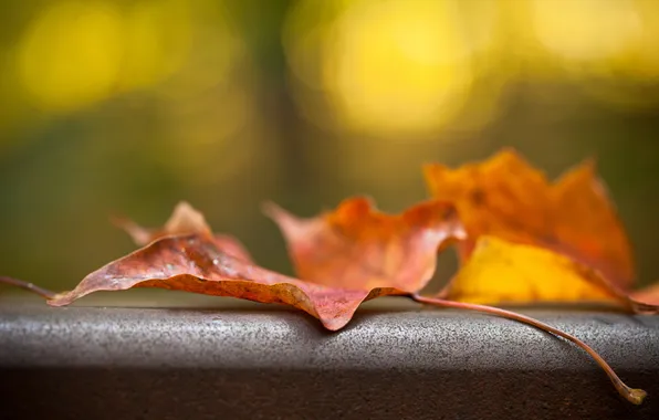 Картинка осень, макро, лист, железо