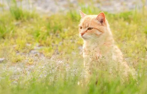 Картинка трава, кот, рыжий, мордочка, котейка