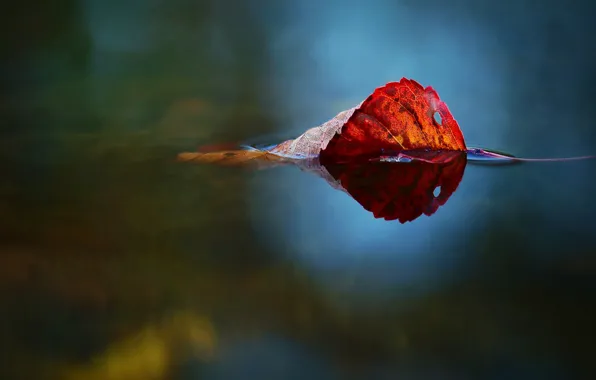 Nature, water, autumn, leaf