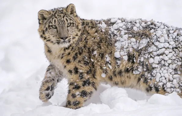 Картинка снег, хищник, ирбис, снежный барс, дикая кошка, молодой, снежный леопард